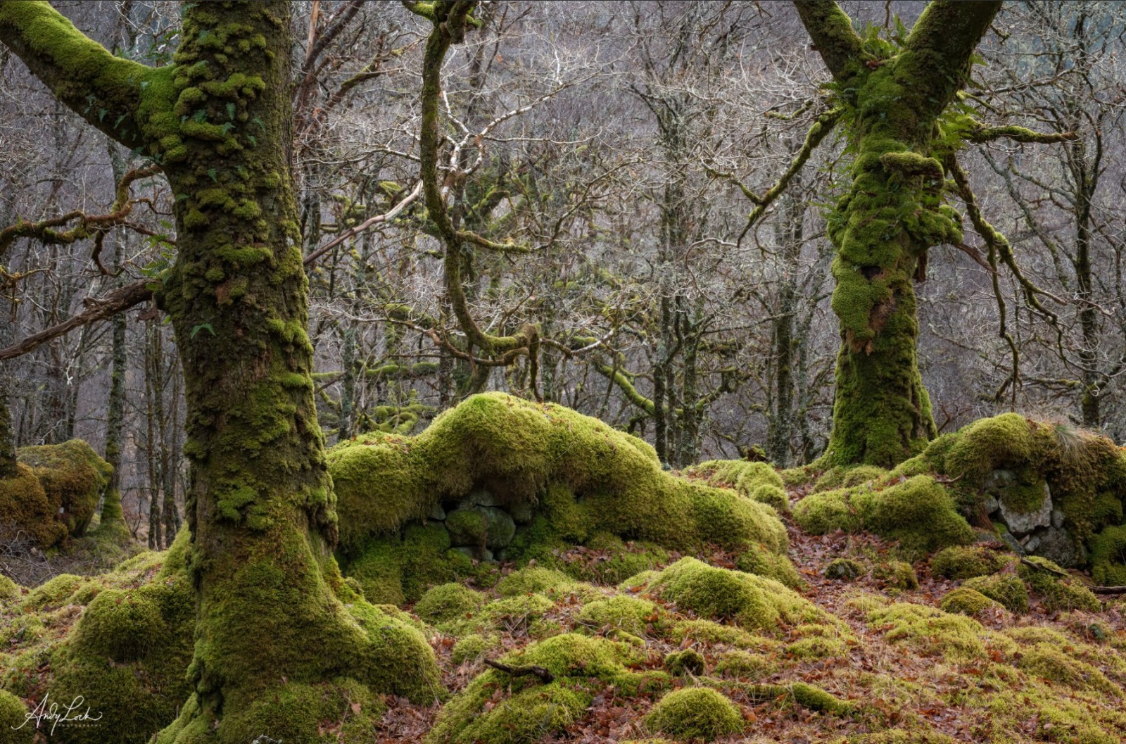 Guardians of the Forest by Andy Lock