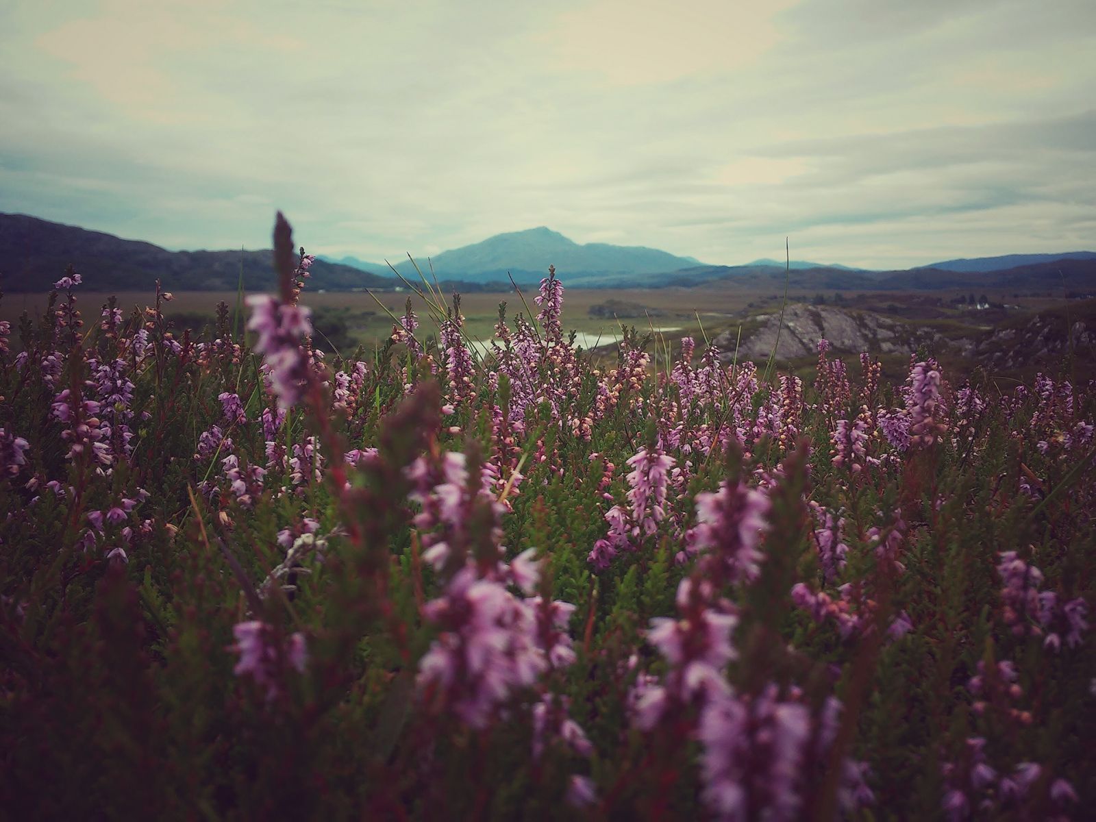 will you go lassie go - photographic print by Mirjam Klever