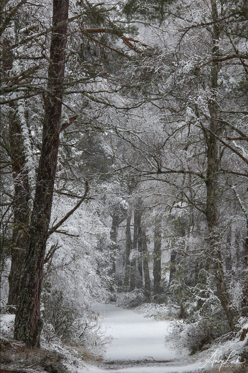 Pathway to Winter by Andy Lock