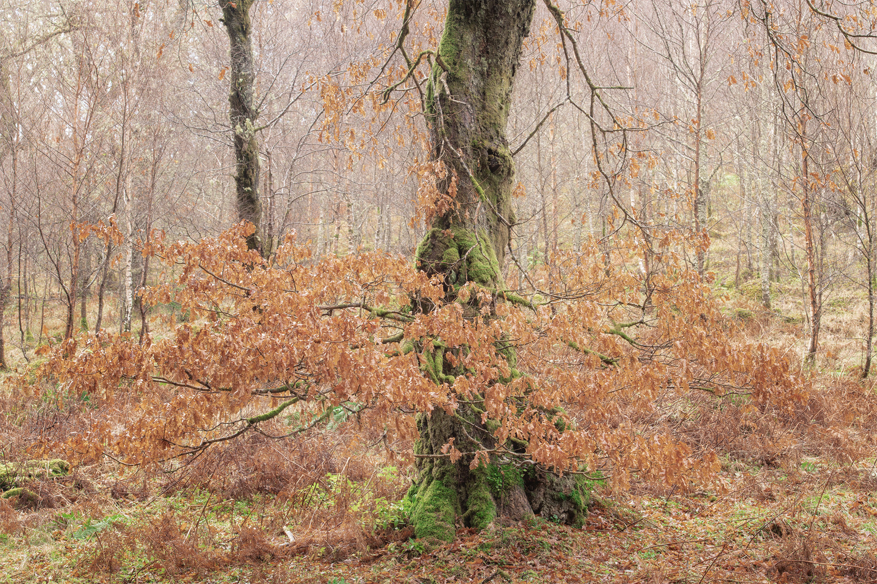 Autumn's Keeper - Andy Lock Photography
