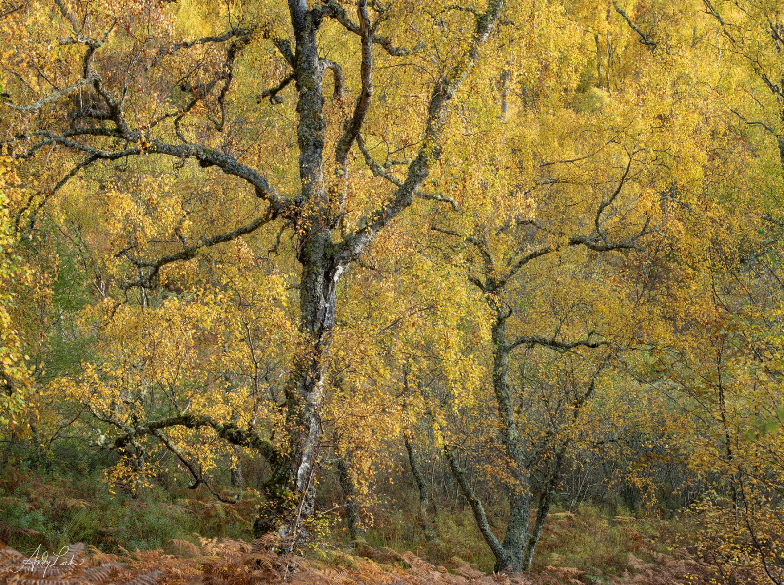 Autumn Birches by Andy Lock
