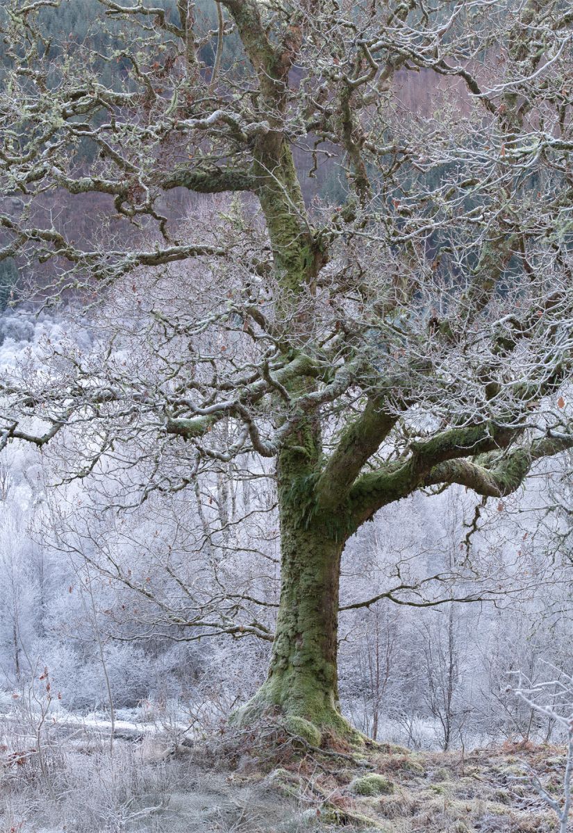 Frozen Time - Ariundle Rain Forest - Andy Lock Photography
