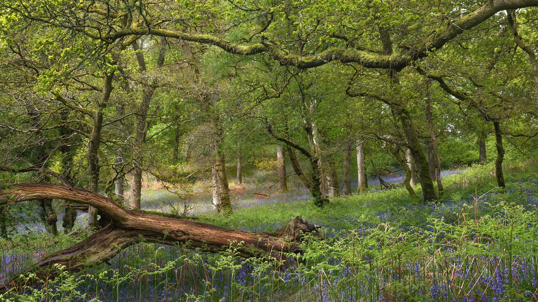 The Bluebell Isle - Andy Lock Photography