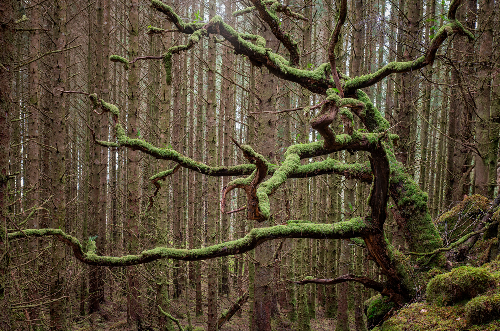 Oak Amongst the Pines by Andy Lock
