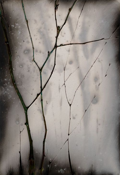 winter birch IV by helen michie