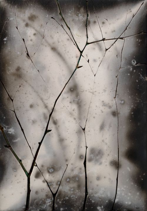 winter birch III by helen michie