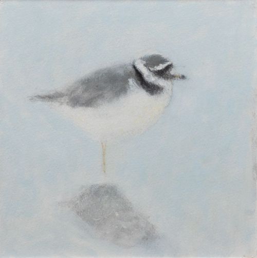 ringed plover by ruth o'dell