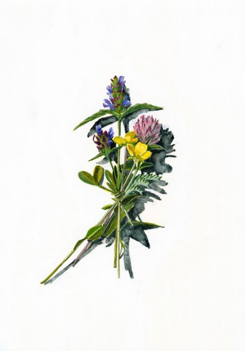 votive offering no.23, selfheal, clover and buttercup by kirsty lorenz