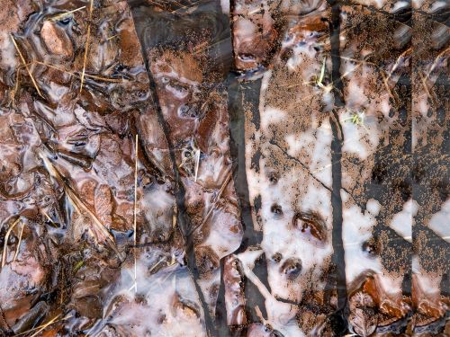 leaves & ledges by rhea banker