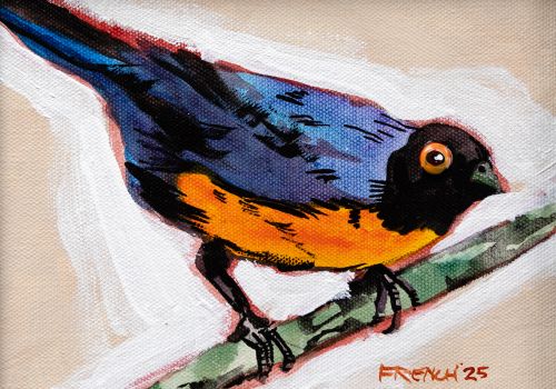 blue & orange tanager by Stephen French