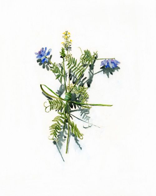 votive offering no.44, purple vetch by kirsty lorenz