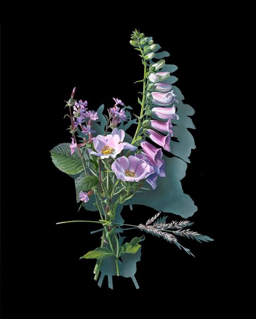 votive offering no.91, dog rose and foxglove after mary delany by kirsty lorenz