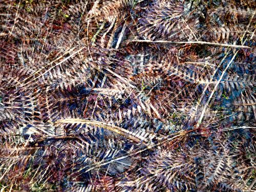 fern rainach by rhea banker