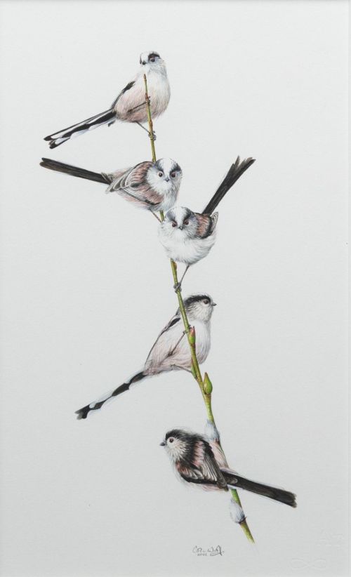 long-tailed tits on willow by colin woolf