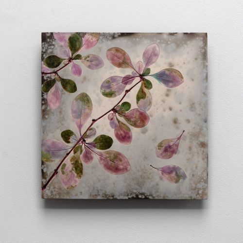 summer pink berberis ii by helen michie