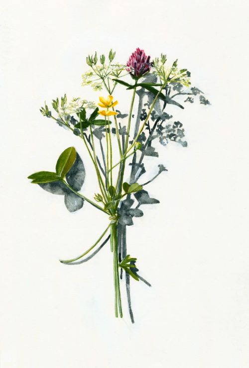 votive offering no.12, pink clover and dropwart by kirsty lorenz