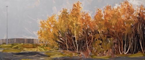 birch on scrubland (selkirk) by anna king