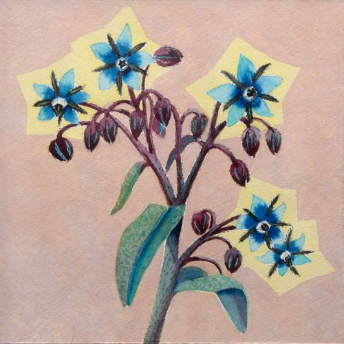 borage for courage by kirsty lorenz