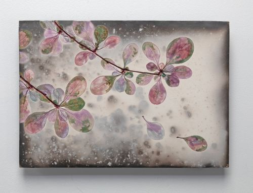 berberis pink III by Helen michie