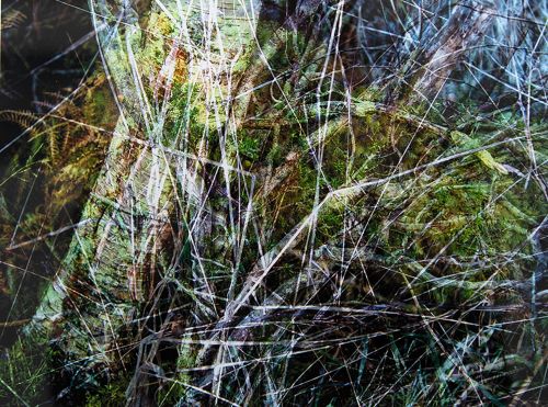 undergrowth by rhea banker