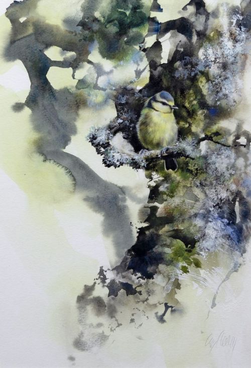 fledgling blue tit, ancient woodland by lucy newton
