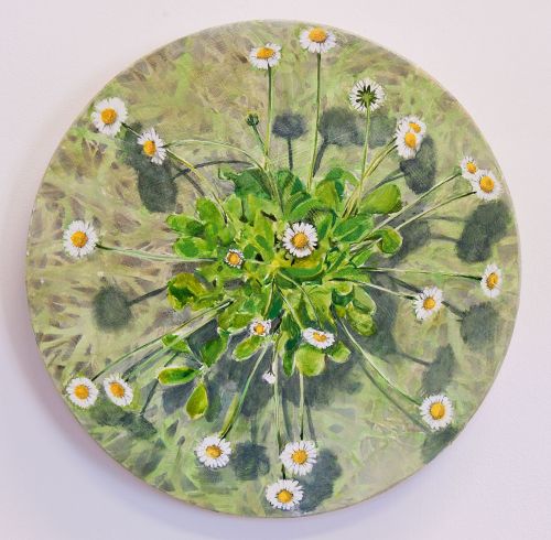 cosmic daisy by kirsty lorenz