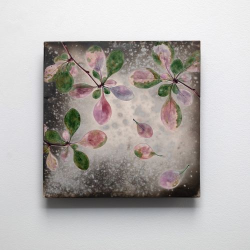 summer pink berberis i by helen michie