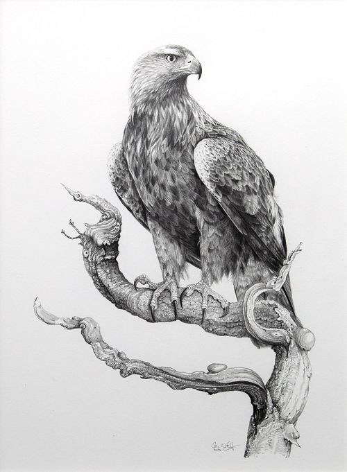 golden eagle on oak by colin woolf
