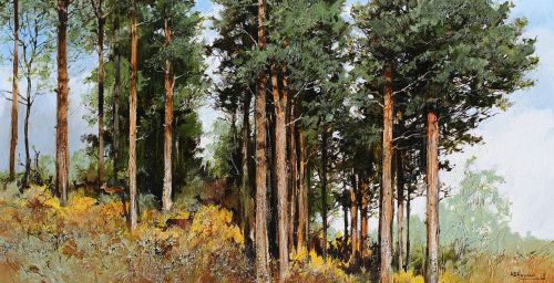 scots pines by alan b hayman