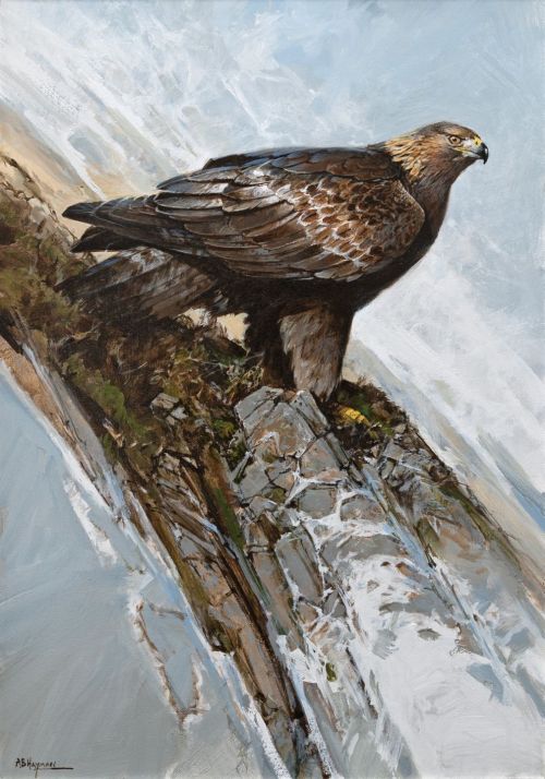 golden eagle by Alan B Hayman