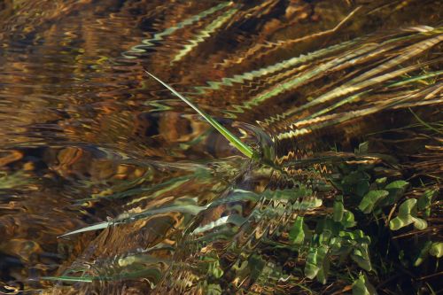 river shiel in flood by nigel mcmillan