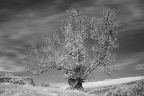 Rising from the Ashes - Andy Lock Photography