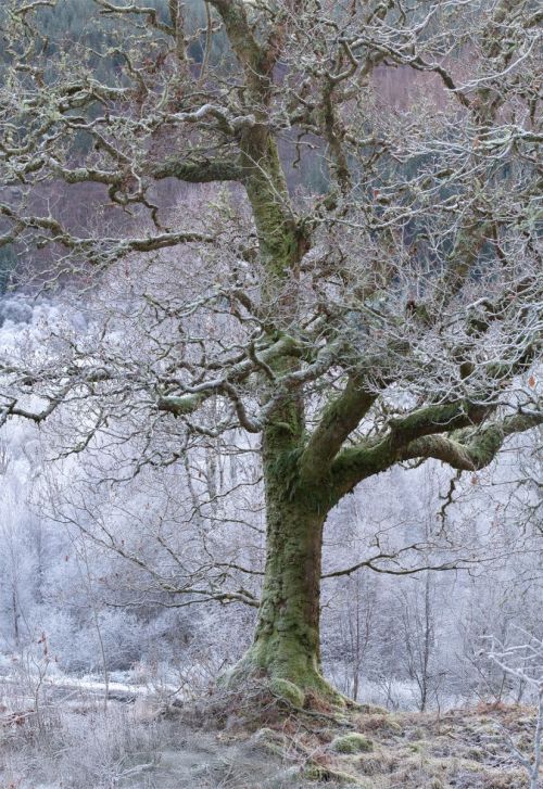 Frozen Time - Ariundle Rain Forest - Andy Lock Photography