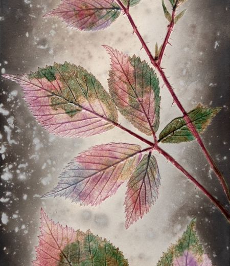 pink autumn bramble by helen michie