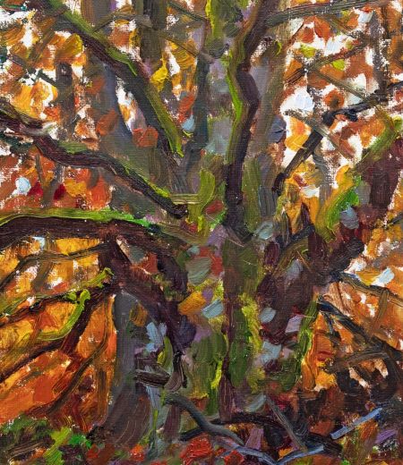 autumn beech tree by jonathan shearer