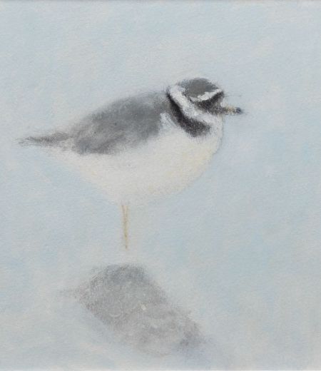 ringed plover by ruth o'dell