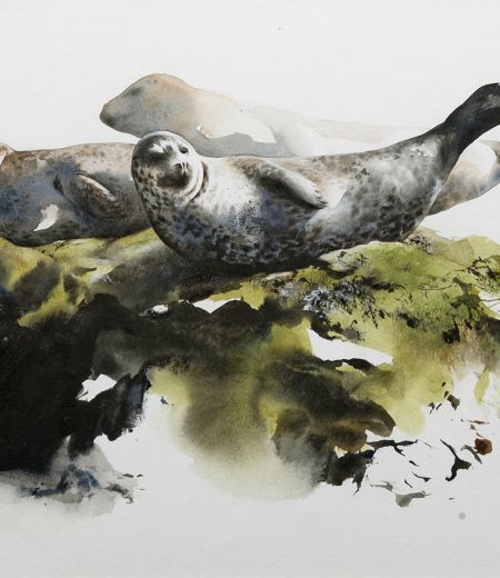 resting seals by lucy newton