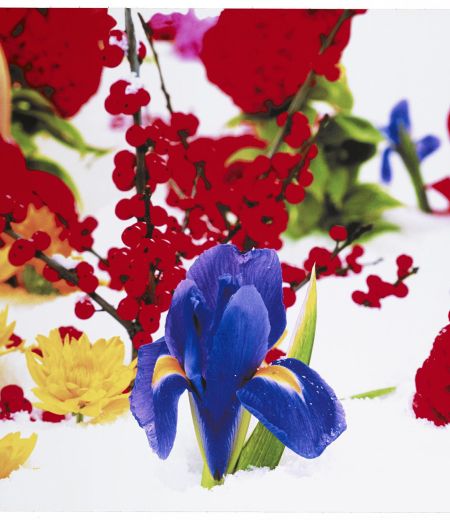 Untitled, no.7 from the Winter Garden Series, 2004 | Marc Quinn
