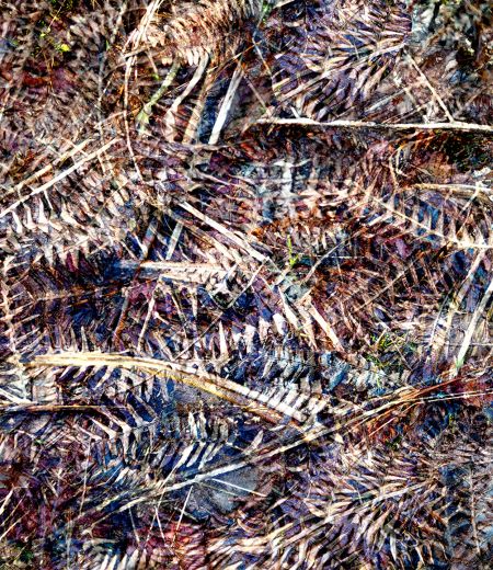 fern rainach by rhea banker