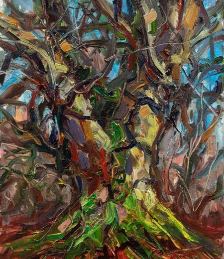 late afternoon sun, beech tree by jonathan shearer