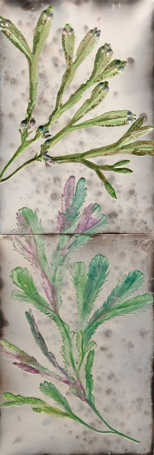 moidart coast ii by helen michie