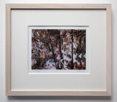 leaves & ledges by rhea banker