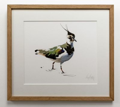lapwing by lucy newton