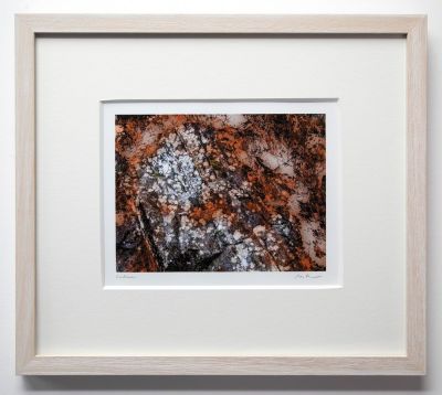 lichens by rhea banker