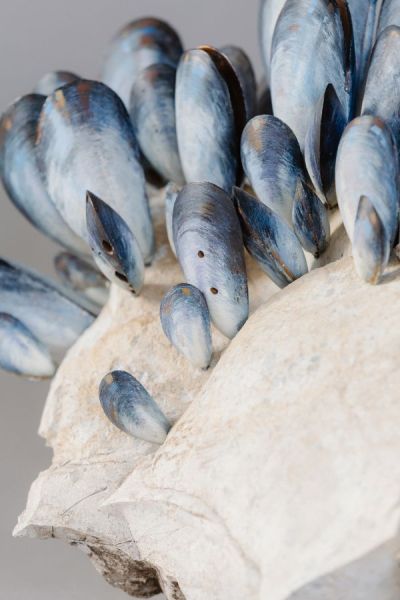 we all cling to the same rock by lucy gray