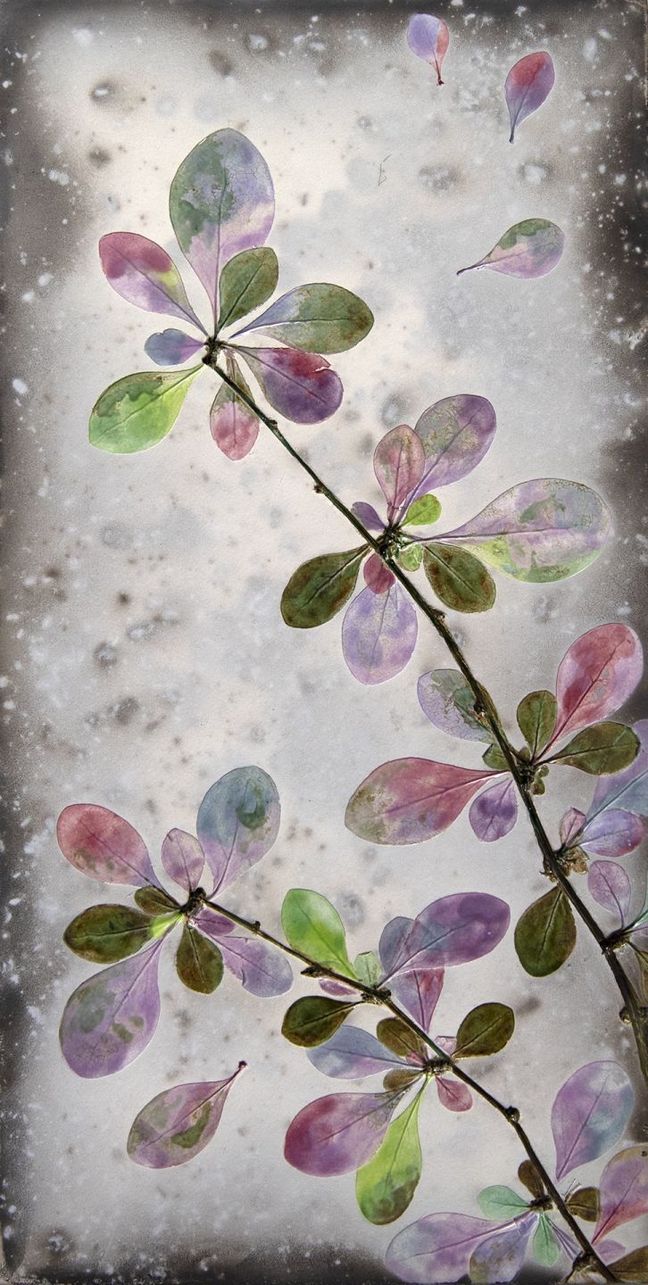 summer berberis II by helen michie