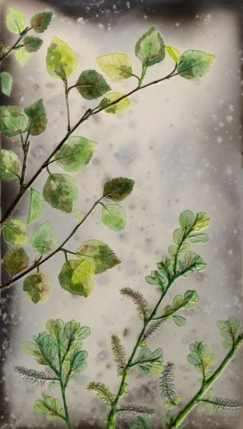 spring birch & willow by helen michie