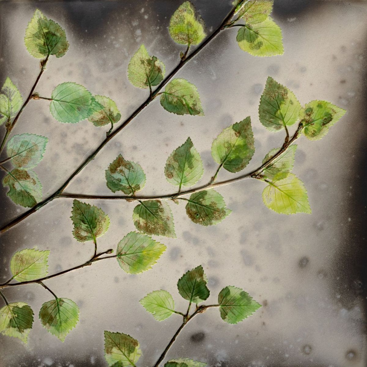 spring birch by helen michie