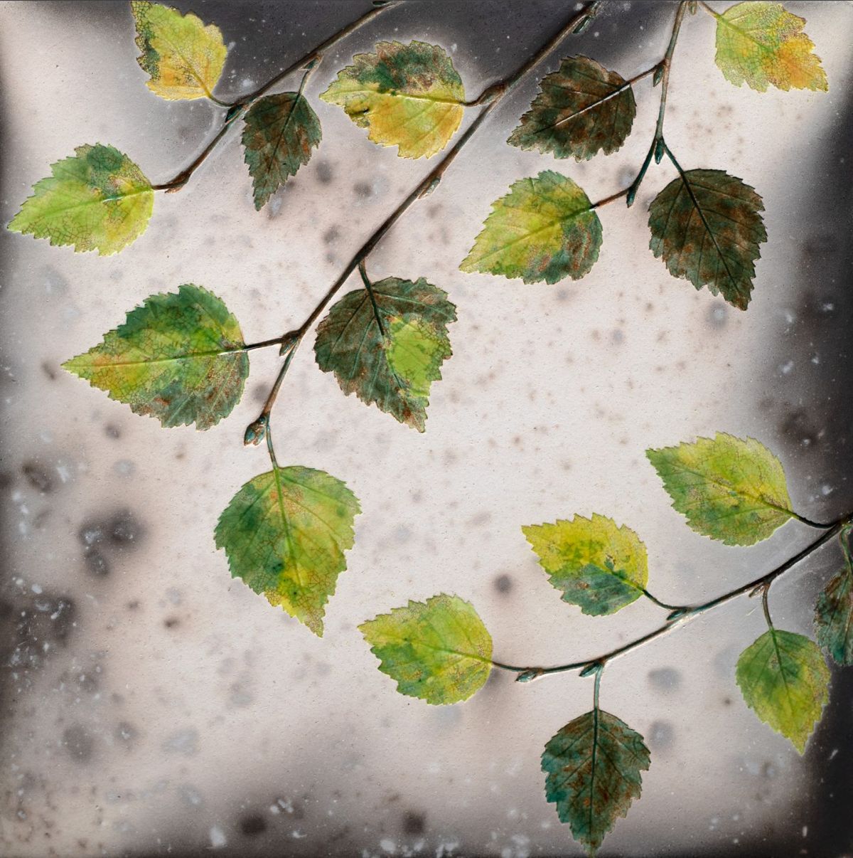 birch greens by helen michie