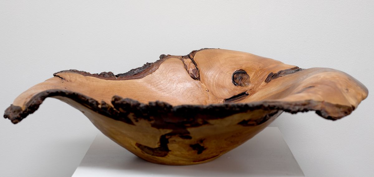 1892 Wych Elm from Fiunary, Morvern | John Hodgson